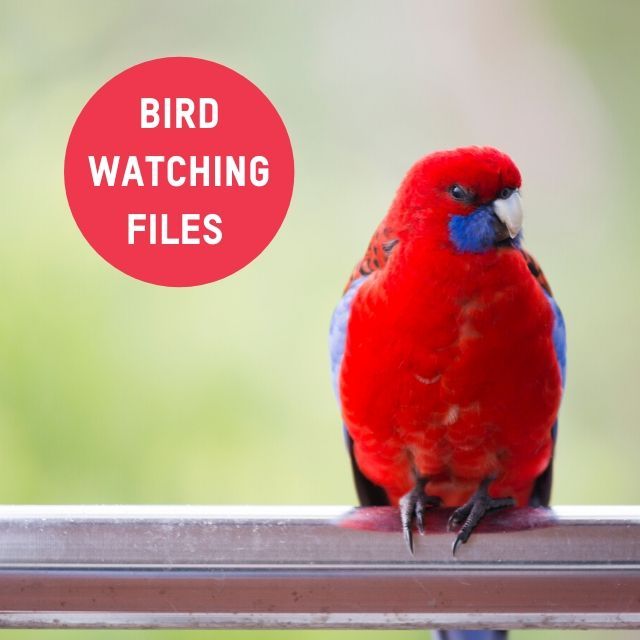 Bird Watching Files – Baw Baw, Bass Coast and South Gippsland